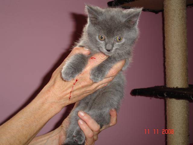 DJazz - Chartreux - Chartreux