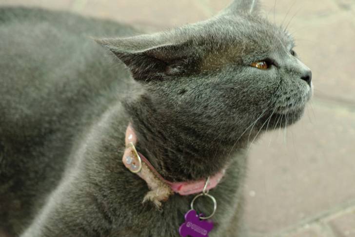 Photo Chartreux