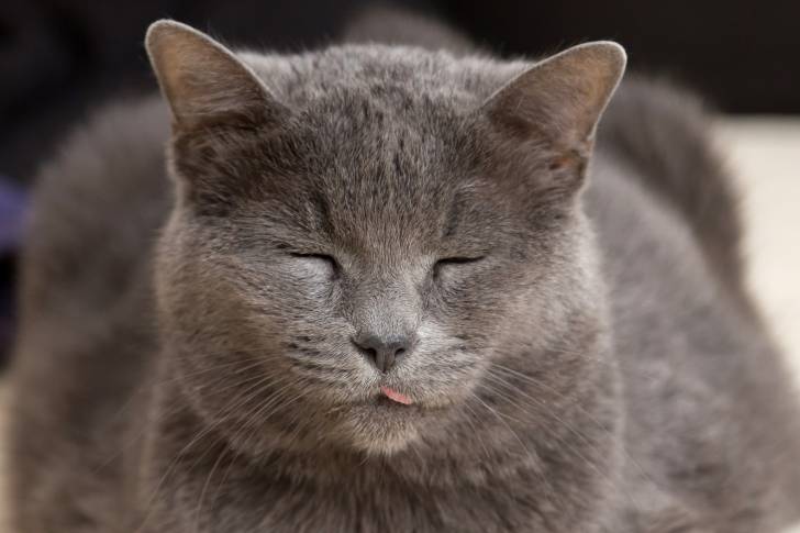 Photo Chartreux
