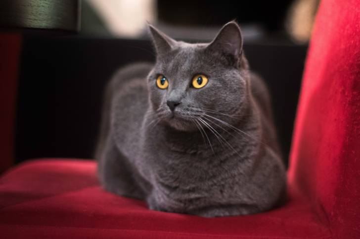 Photo Chartreux