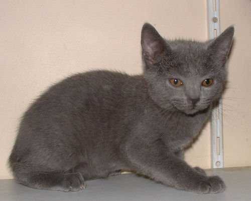 Chartreux - Chartreux