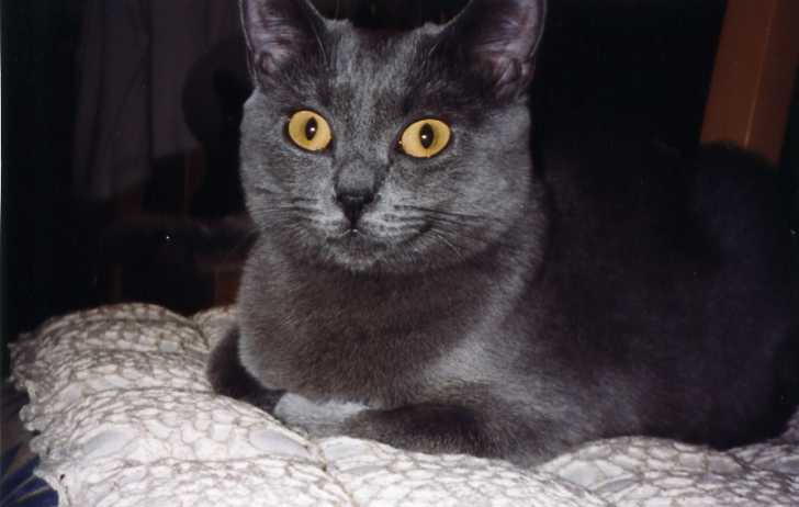 Ushuaïa - Chartreux