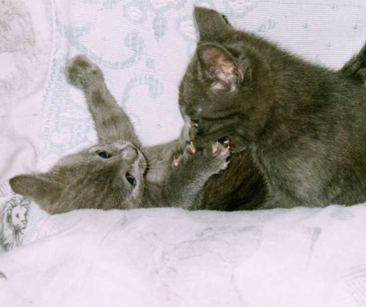 Chartreux - Chartreux