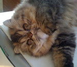 evana de catsanders, persan - Persan