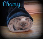 Chany Persan Himalayen 8 mois - Persan (8 mois)