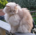 Persan, Guizmo - Persan