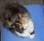 Alice - Persan (7 mois)