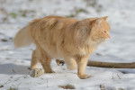 Un chat Persan roux marche dans la neige