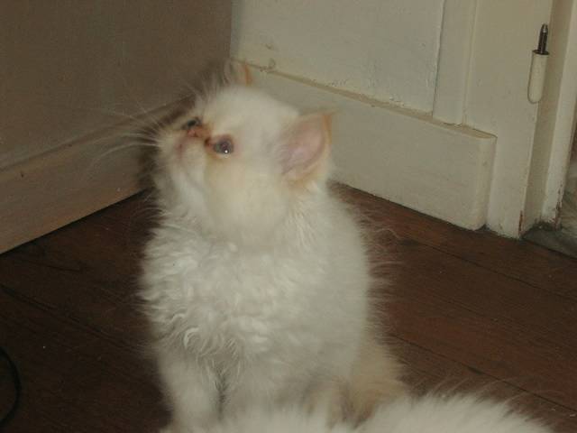 Chaton red point persan - Persan