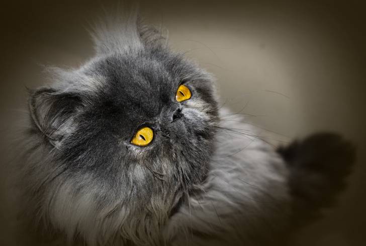 Un chat Persan au pelage sombre et aux yeux jaunes