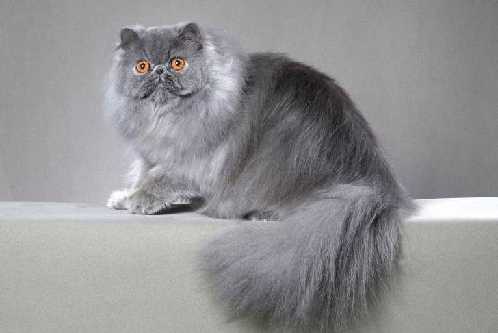 Un chat Persan gris assis sur un mur