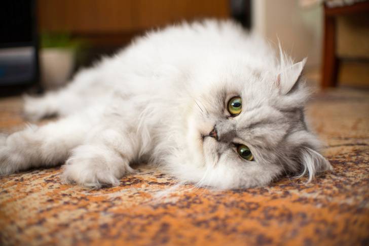Un superbe chat Persan allongé sur un tapis dans le salon