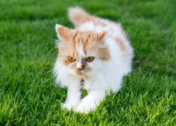 Un chaton Persan blanc et roux concentré dans l'herbe