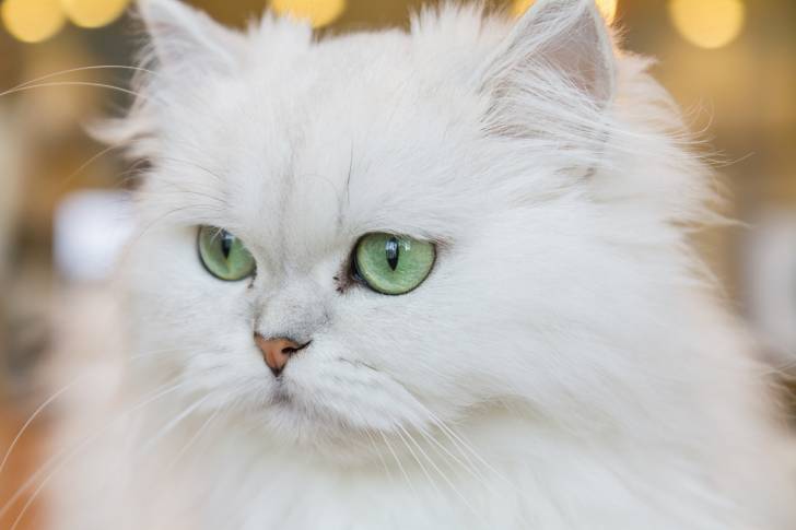 Un Persan tout blanc avec de beaux yeux verts