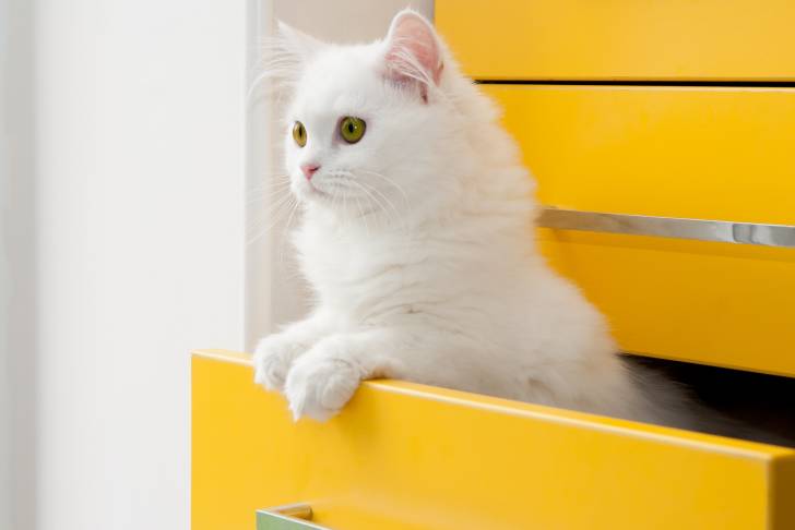 Un Persan assis dans un tiroir