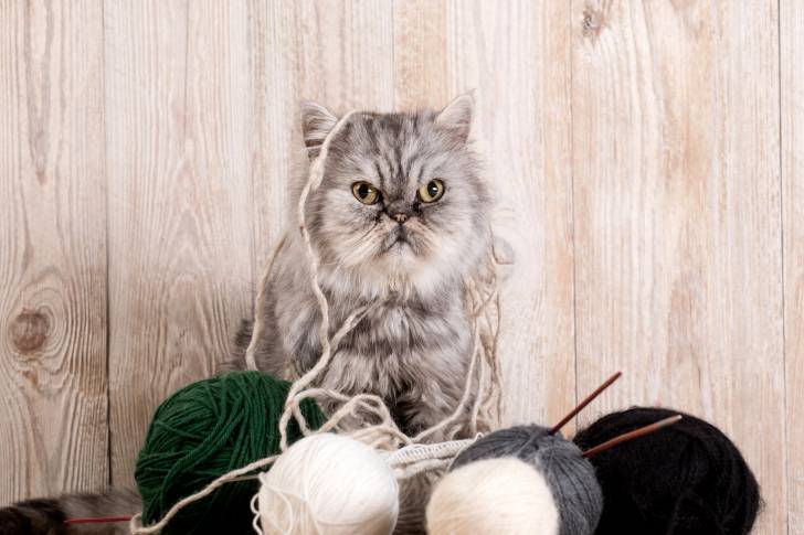 Un Persan pris en photo avec des pelotes de laine