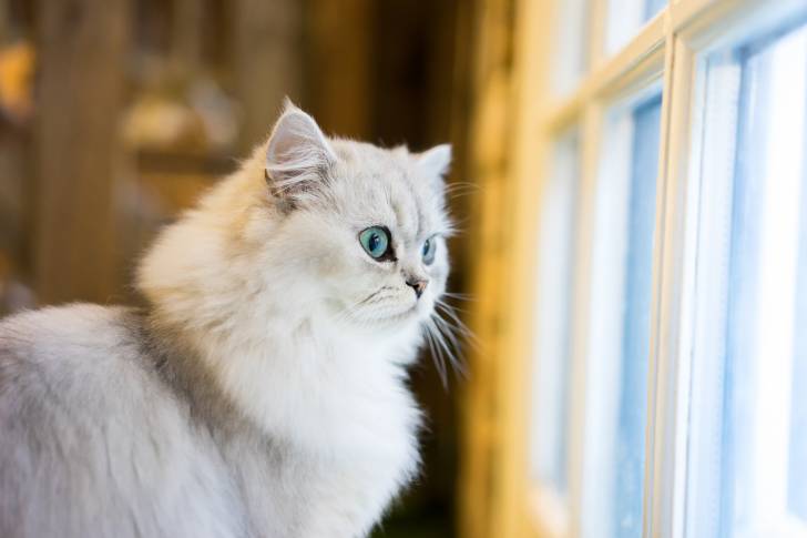 Un Persan en train de regarder par la fenêtre