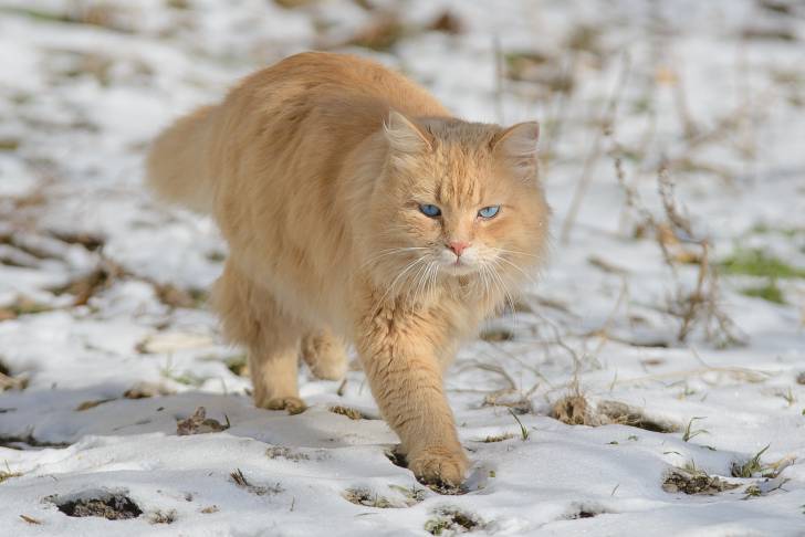 Un Persan roux aux yeux bleus marche dans la neige