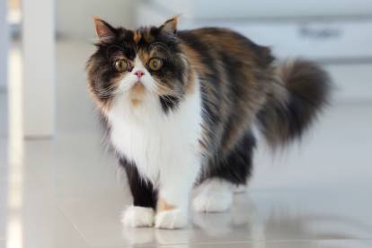 Un beau Persan tricolore debout dans la cuisine