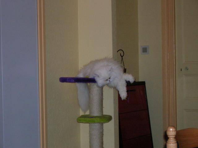 nina, persan - Persan