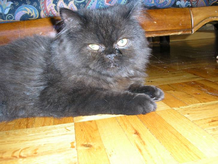 Juliette la princesse des coeurs!!! - Persan