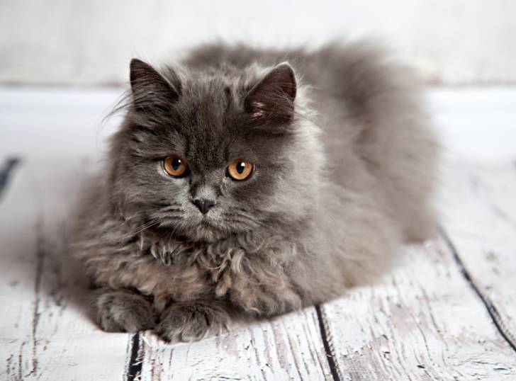 Un Persan allongé sur du parquet en bois gris