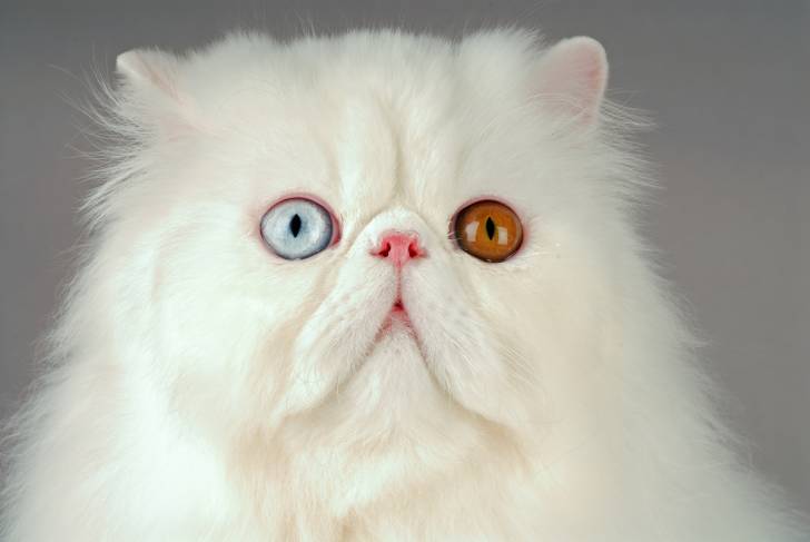 Vue proche d'un Persan blanc aux yeux vairons