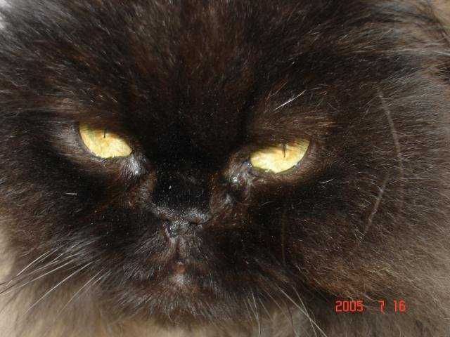 shogun persan - Persan