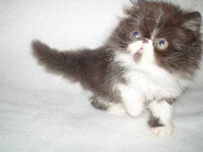 persan BOLSHOYCAT - Persan