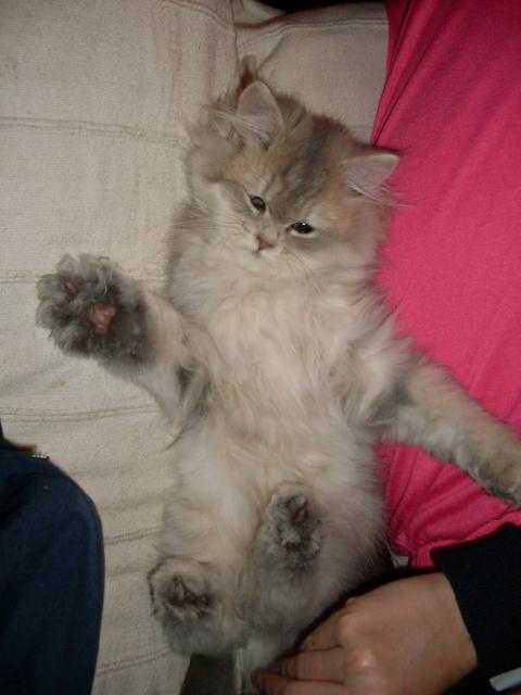 Persan.Eden. - Persan