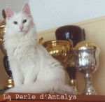 Angora Turc - Angora Turc