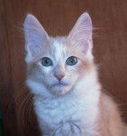 Angora Turc - Angora Turc