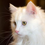 L’Angora Turc - Angora Turc