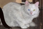 Un Angora Turc blanc aux yeux vairons