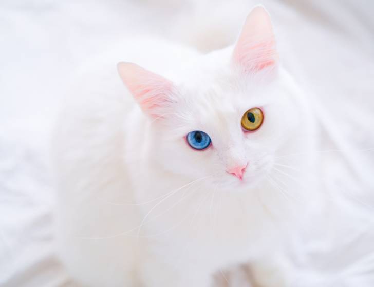 Un Angora Turc tout blanc avec des yeux vairons
