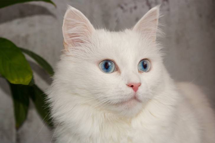 Un bel Angora Turc aux yeux bleus