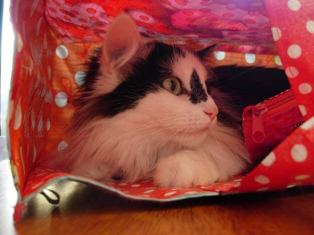 Mercredi (Angora Turc) - Angora Turc