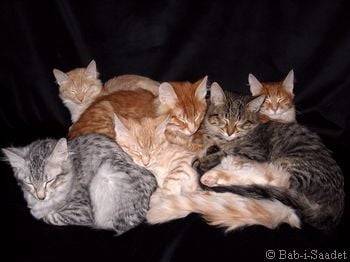 Toute la petite famille - Angora Turc