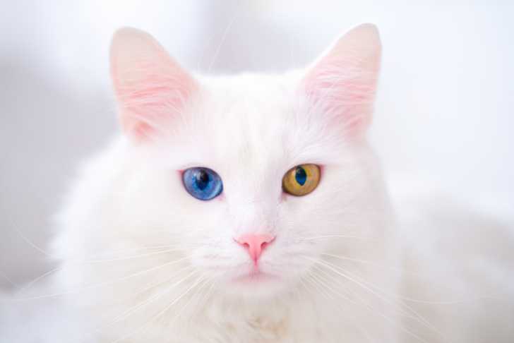 Photo Angora Turc