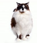 ragamuffin - Ragamuffin