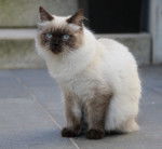 Un Ragamuffin colourpoint dans la rue