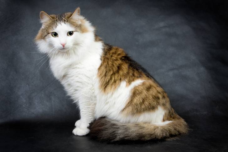 Un Ragamuffin tricolore assis sur ses pattes arrière.
