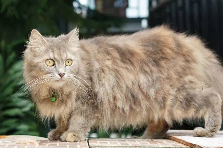 Un Ragamuffin sur un mur à l'extérieur