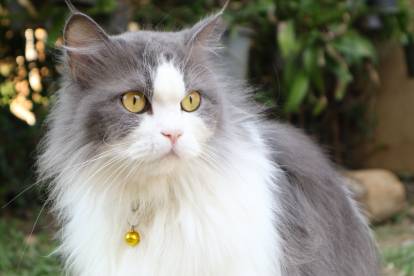 Un Ragamuffin gris et blanc avec une petite clochette autour du cou