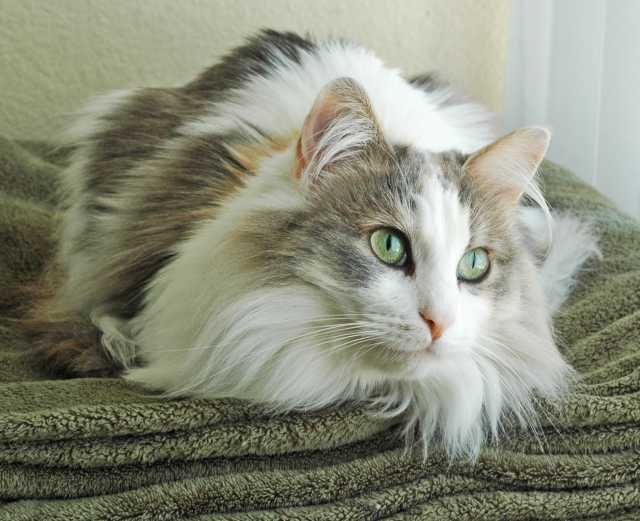 Le Ragamuffin et son regard attendrissant