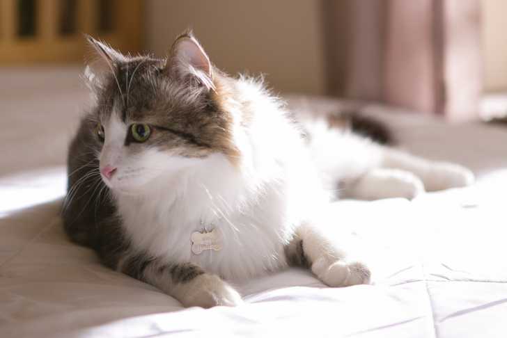 Photo Ragamuffin