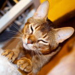 Un Abyssin pétrit une couverture avec ses pattes 