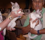 Abyssin blue silver et aby black silver - Abyssin