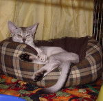 Abyssin black silver - Abyssin