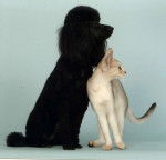 Vaitéa et Urvick - Abyssin